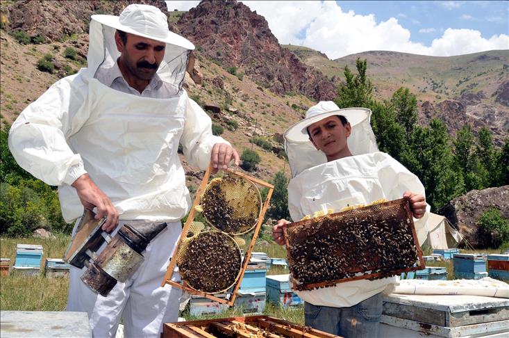 تیجون، سیروپ های پایه عسل